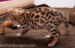 Bengal Kitten